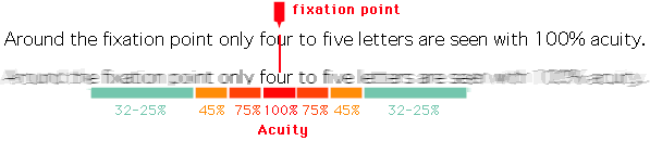 How much we take in with each eye fixation